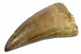 Fossil Mosasaur (Mosasaurus) Tooth - Morocco #353195-1